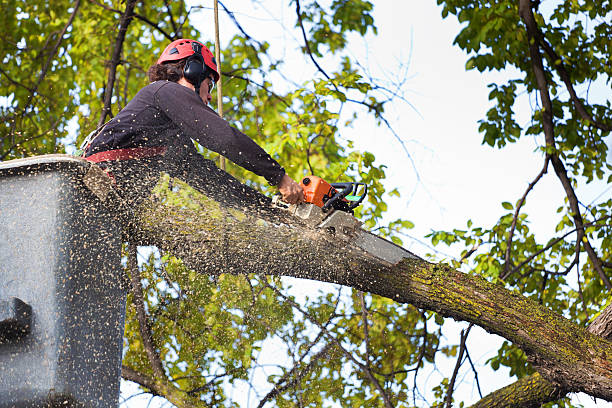 Reliable Archer Lodge, NC Tree Service Solutions